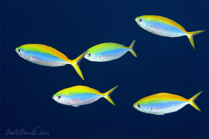 Blue and gold fusiliers
/ Miyaru Ga Thila by Boris Pamikov 
